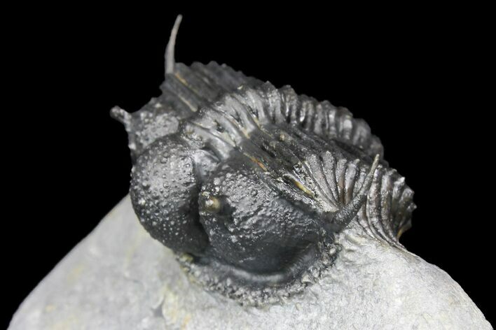 Spiny Cyphaspides Ammari Trilobite - Rare Species #161345